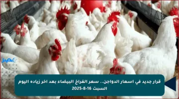قرار جديد في أسعار الدواجن.. سعر الفراخ البيضاء بعد آخر زيادة اليوم السبت 16-8-2025